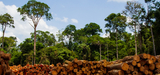 Raport: W 2020 r. zniszczono obszar lasów deszczowych wielkości Holandii