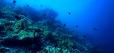 Naukowcy alarmują: mniej tlenu w oceanach z powodu zmian klimatycznych