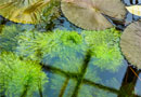 Rośliny wodne z plantacji ekologicznej - Hydroidea